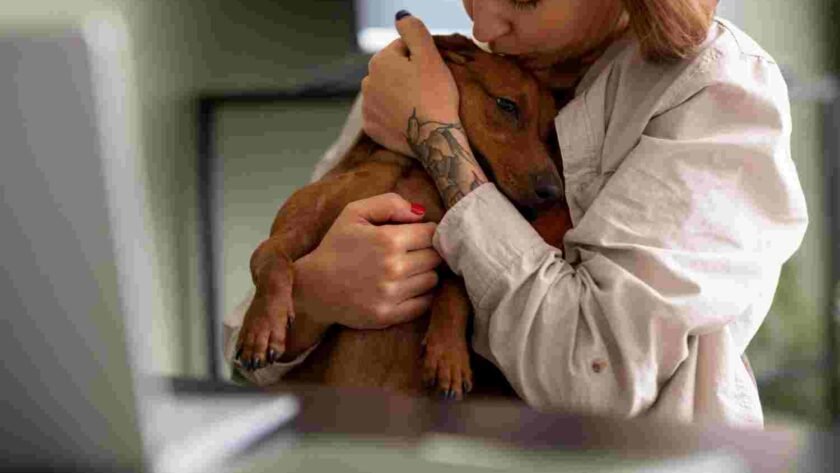 Animals and Trauma Recovery